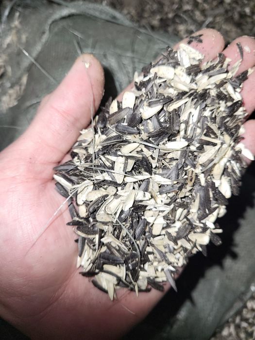 Шелуха лузга семечки подсолнуха