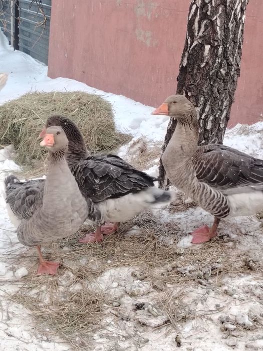 Продам живых гусей