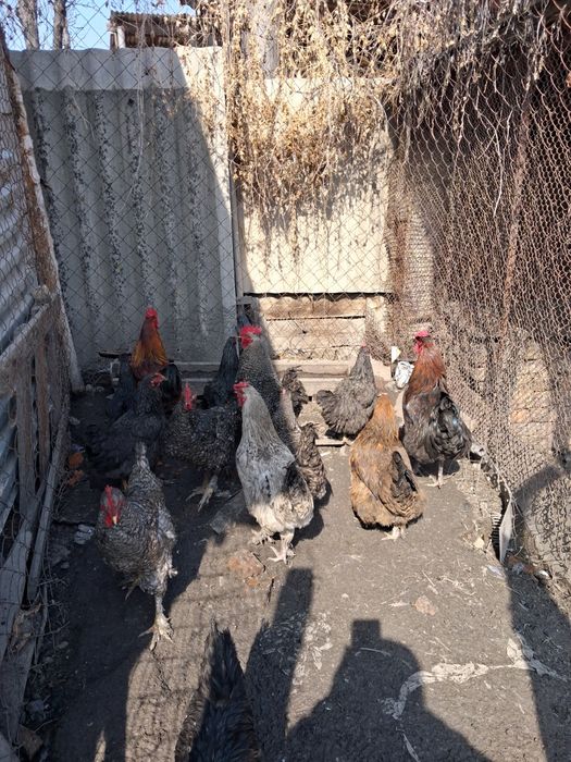 Продам петухов кур