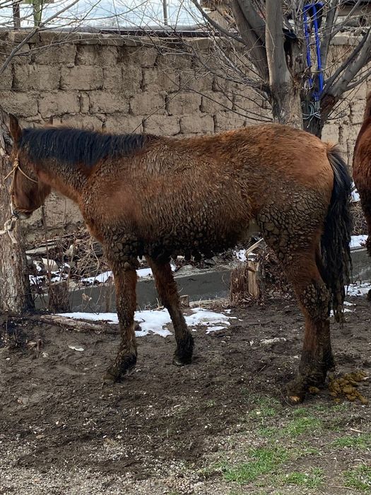 Таилар сатылады,
