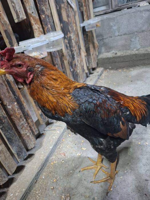 Продам петухов жужики