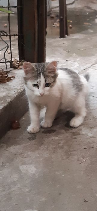 Donez pui de pisică