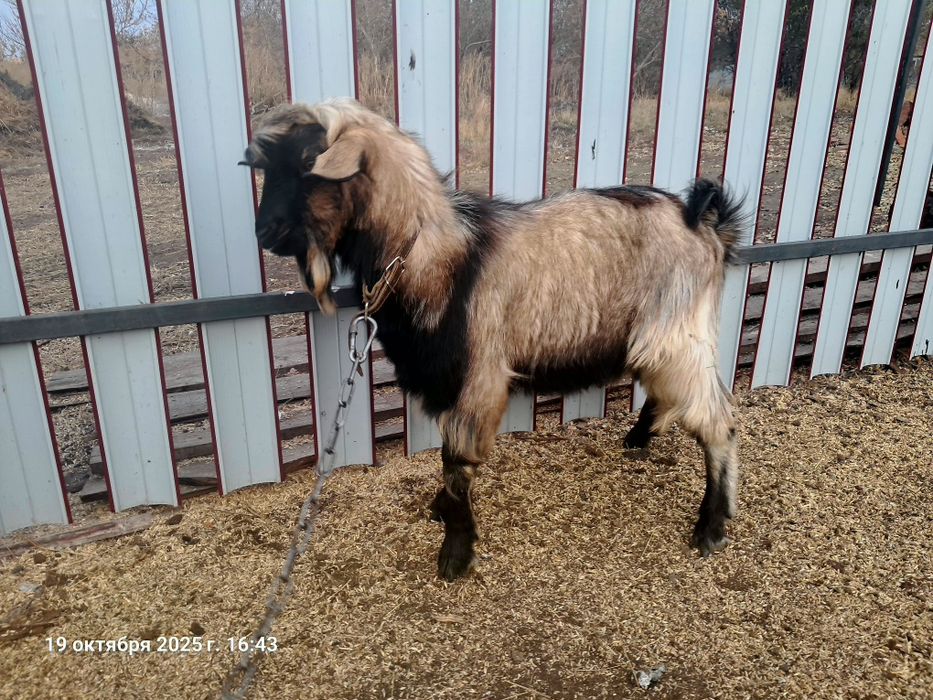 Продам двух козлов.