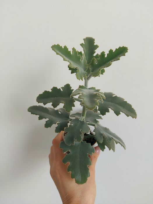 Продам декоративное каланхоэ Бехарское