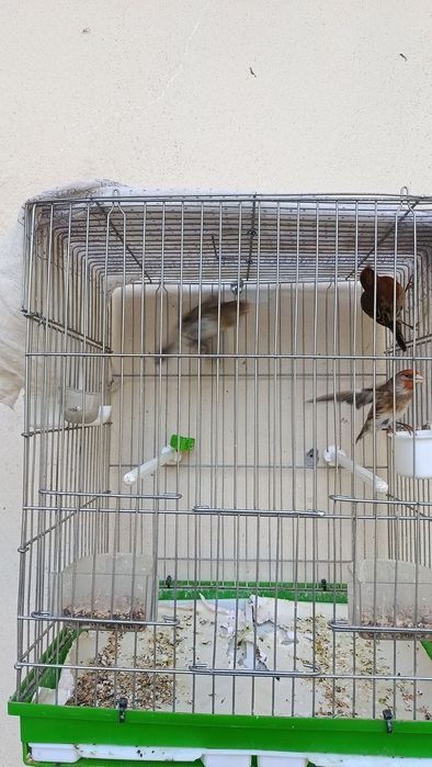 Гибрид Кокил Канарейка