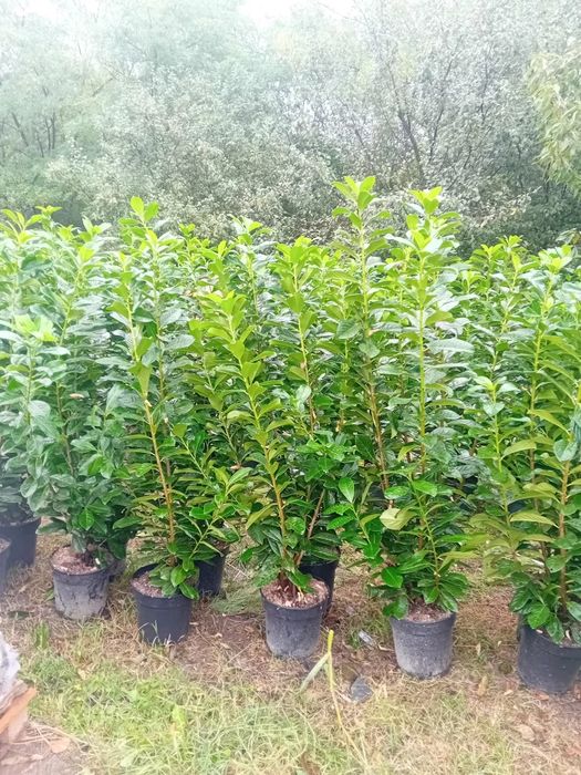 Vând plante ornamentale gazon rulou