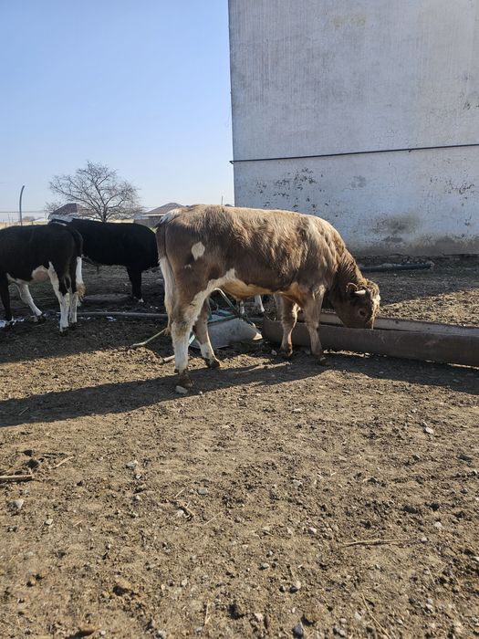 Продам бычки 7 голов