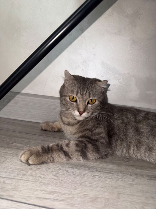 Шотландская вислоухая кошка