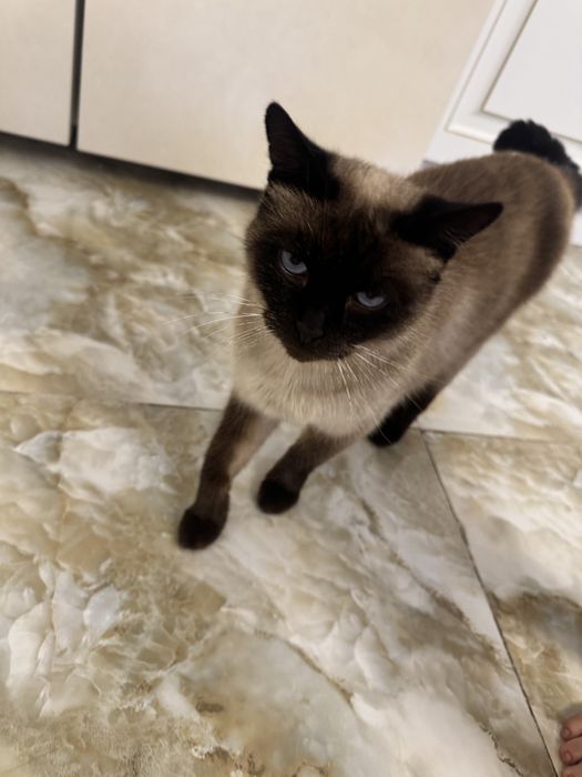 Сиамская кошка,домашняя