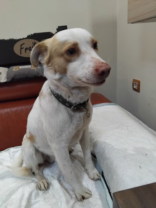 Подарява се кученце Съни