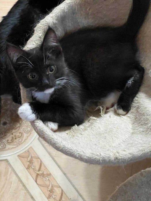 Котенок мальчик ищет дом.