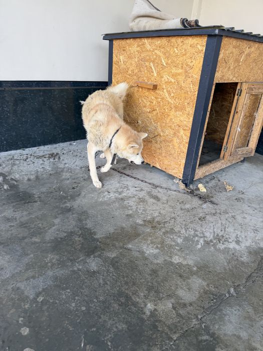 Akita inu zotli it bor sotiladi