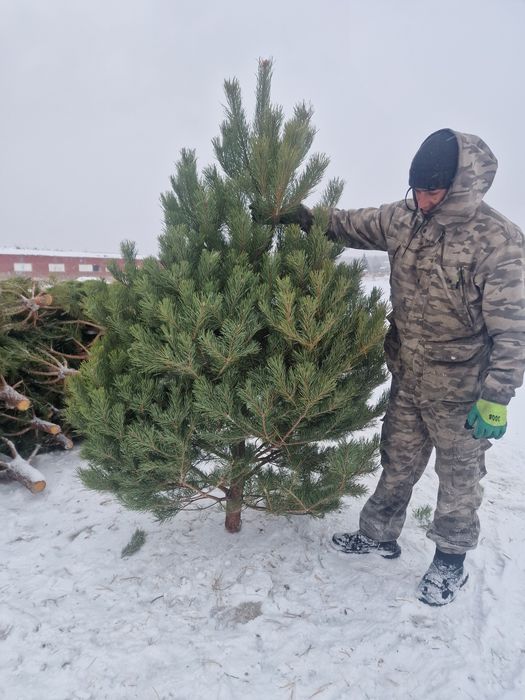 Елки новогодние сосна