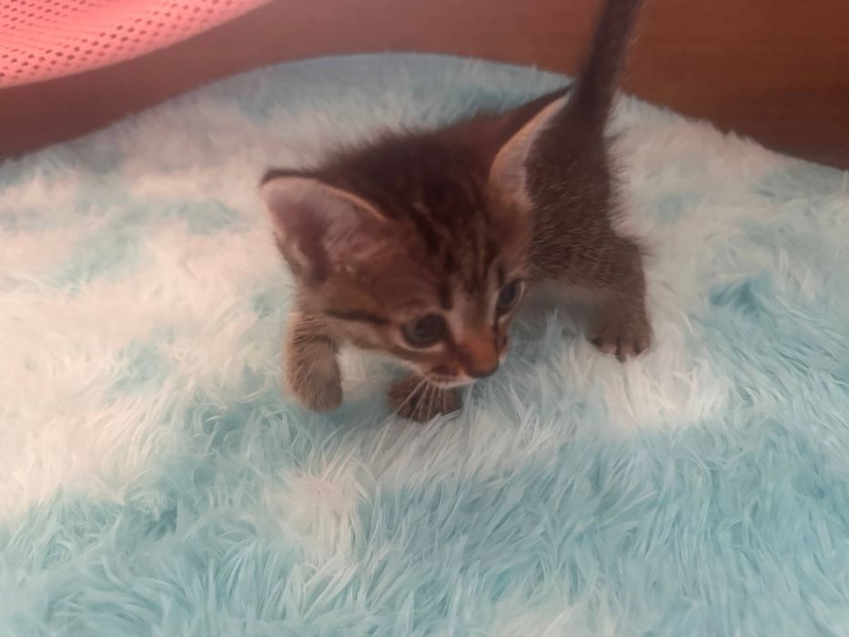 Котёнок 1,5 месяца