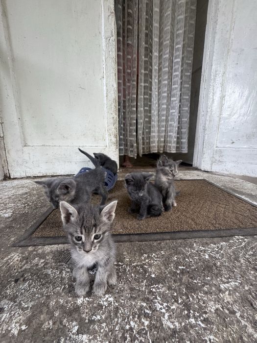 Котята 1,5 месячные! Приучены к лотку! Бесплатно!