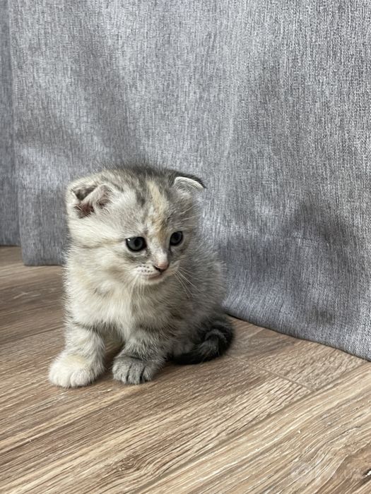 Отдам в очень хорошие руки
