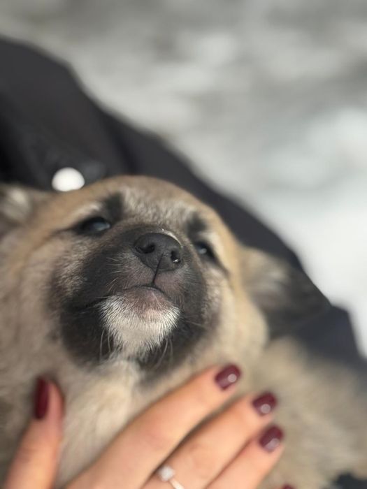 Щенки для охраны