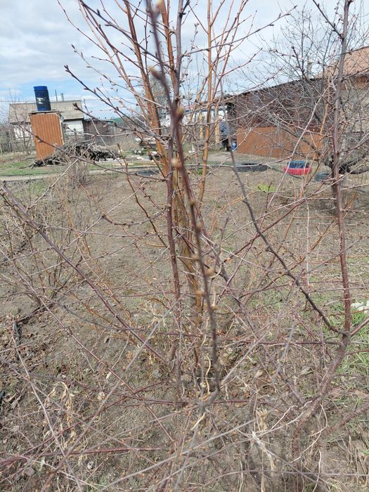 Продам саженцы рассада