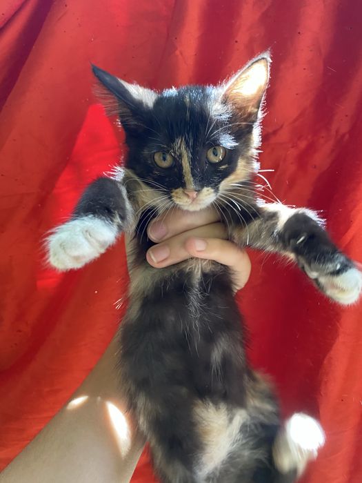 мушукча кизча 2 ойлик