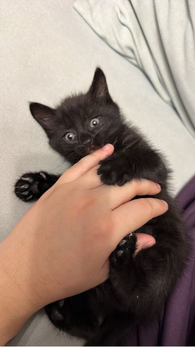 Отдам в добрые руки котенка девочка