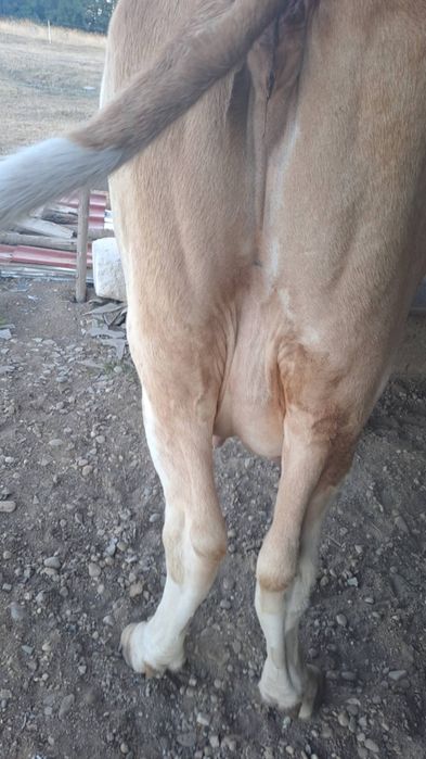 Vând vaci afata și cu lapte