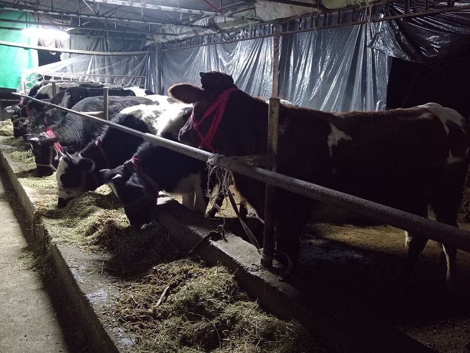 Bug'oz sigirllar sotiladi