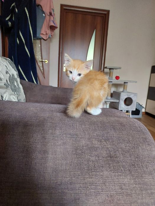 Отдам в добрые руки