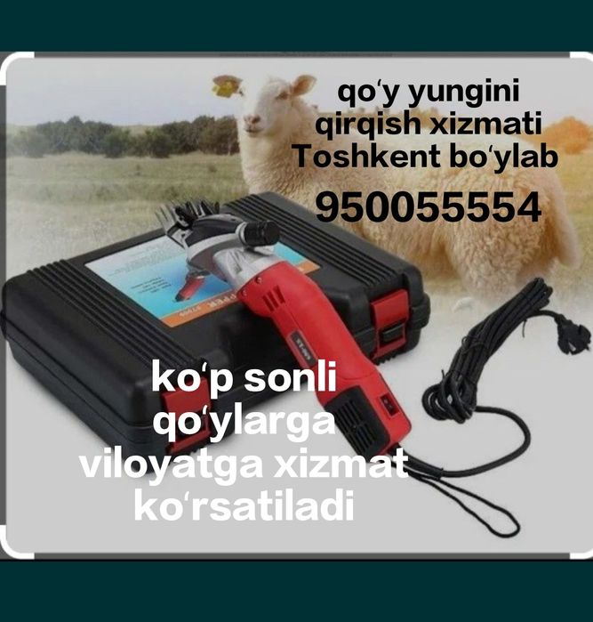 Qoʻy yungini olish xizmati