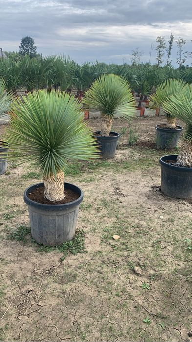 Yucca Rostrata 30-40cm de trunchi