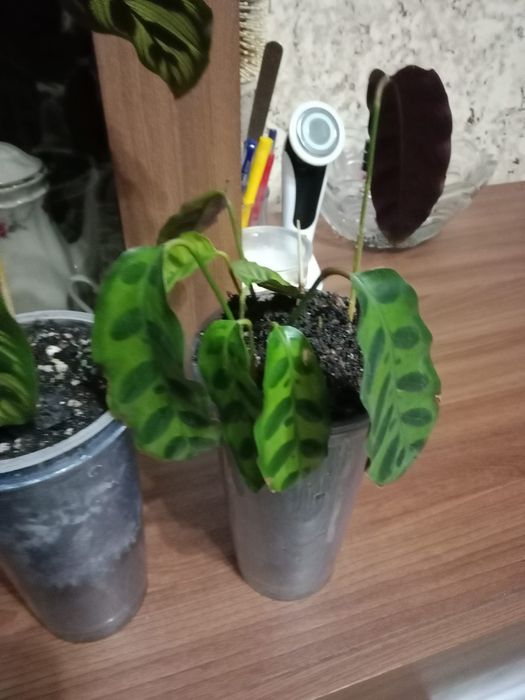 Калатея продам цветок