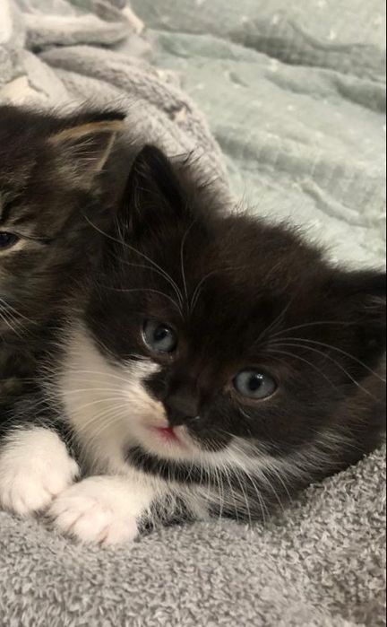 Котенок в добрые руки