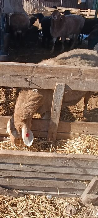 Бараны матки гиссар продам