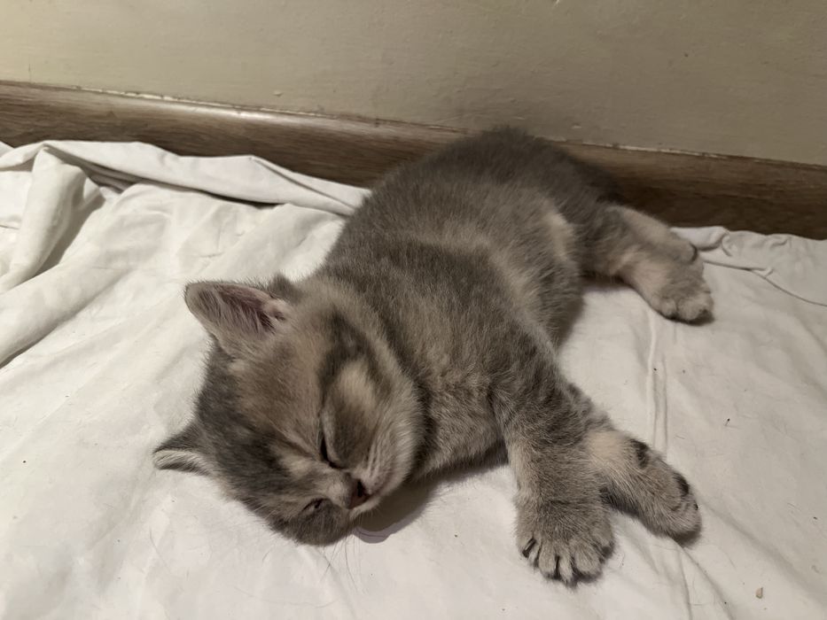Британские котята