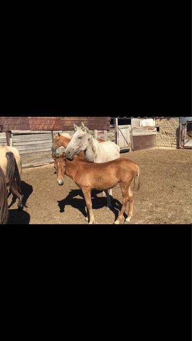 Үйір жылқы малы сатылады