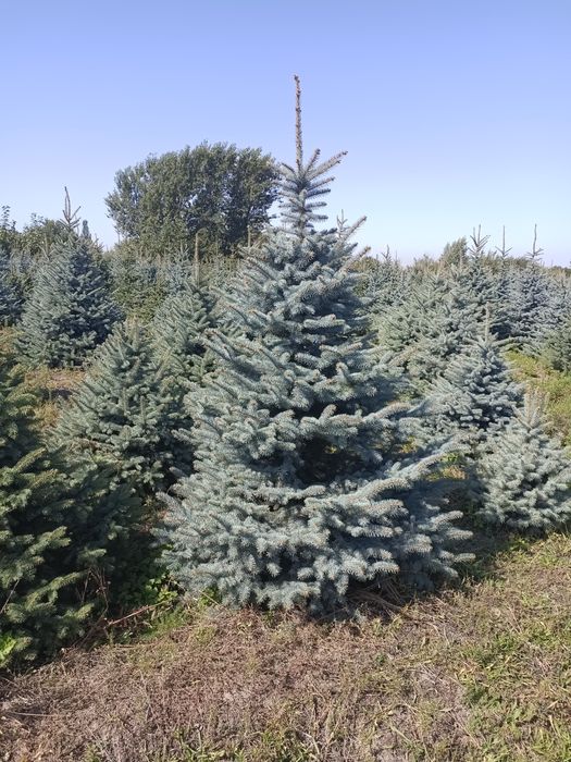 Голубые елки крупномеры