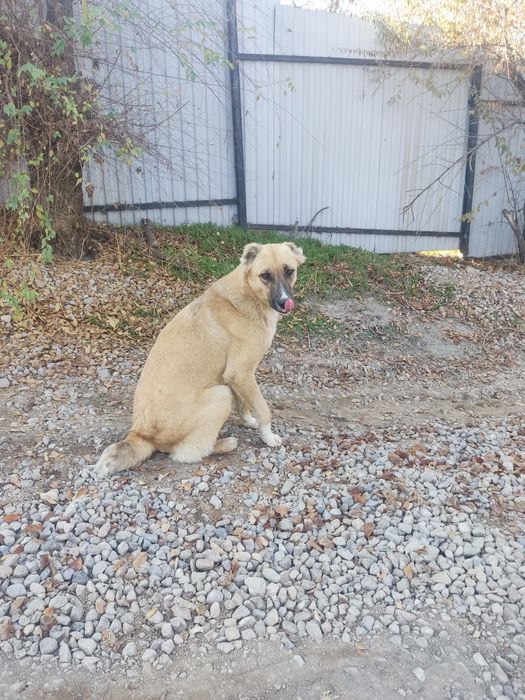 Собака породистая