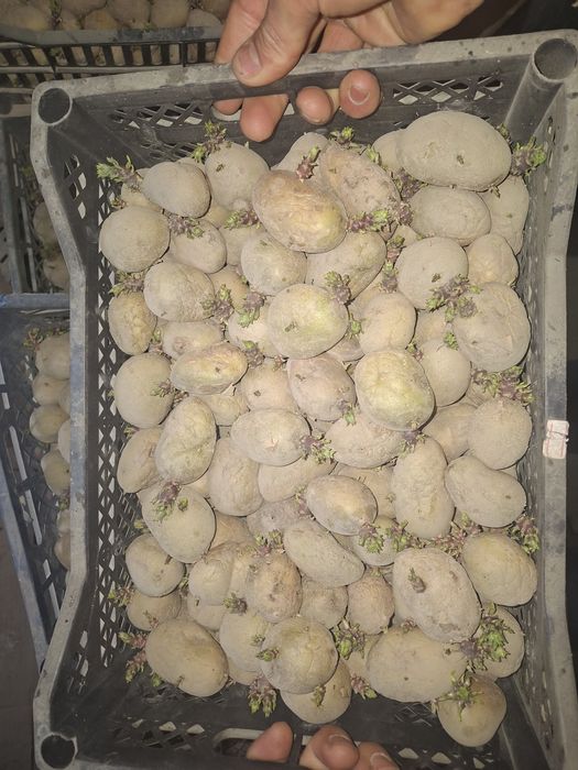 Kartoshka urugʻlari rassiski konsl urugʻlari bahor mavsumga ekishga