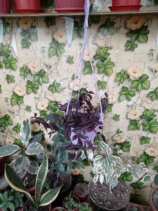 Живое украшение интерьера — фиолетовая традесканция в подвесном кашпо