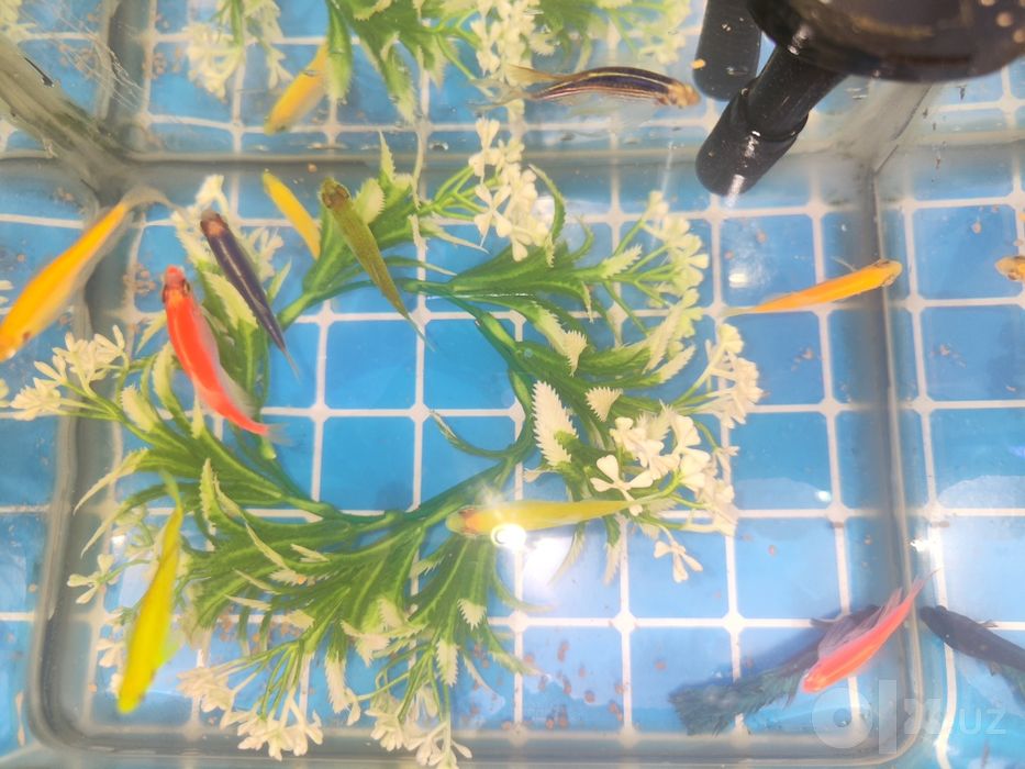 Akvarium baliqlari bilan sotiladi