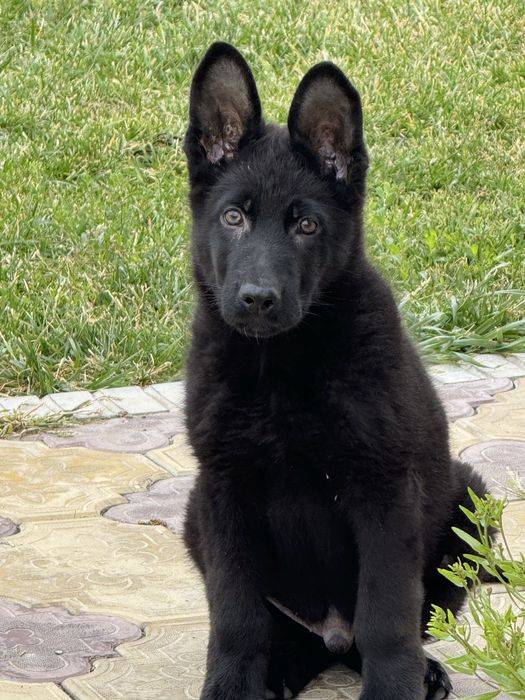 Немецкая овчарка 3 мес
