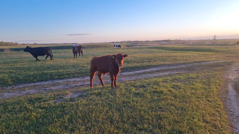 Бұқа баспақтар (бычки) сатамын