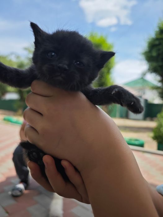 Котята сиамская!
