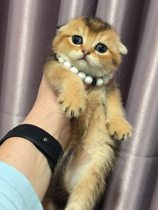Котята от правильной вязки
