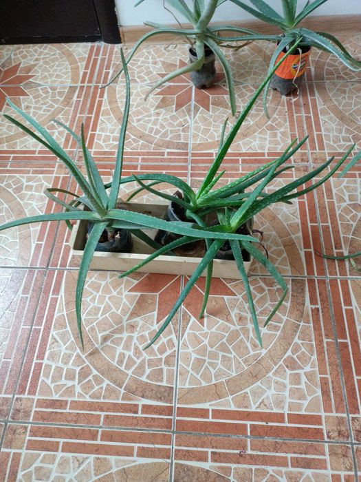 Продается алое и золотой ус