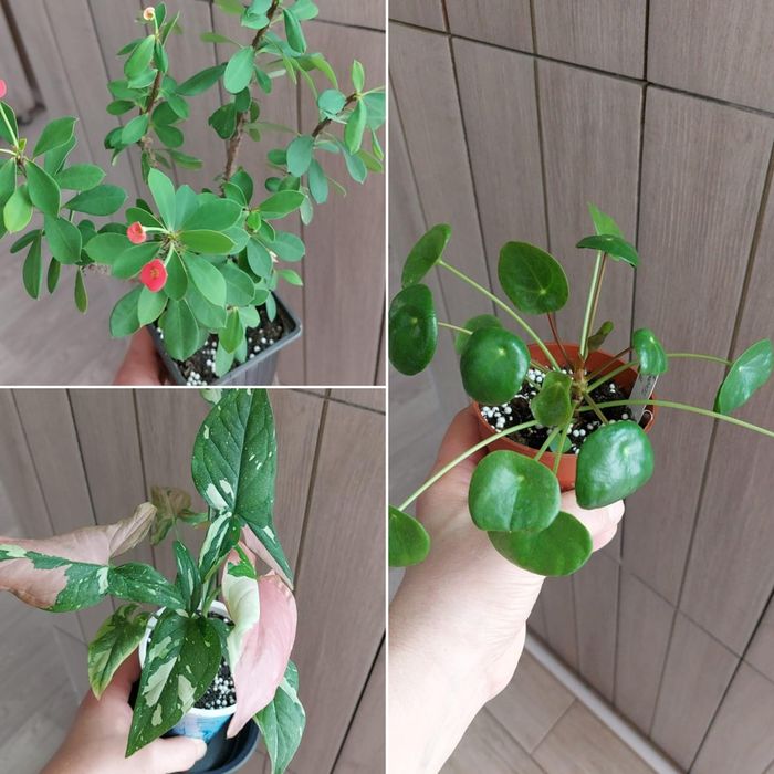 Цветы **р а з н ы е **цветы