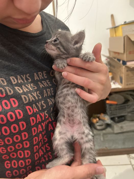 Котенок девочка вивививичи