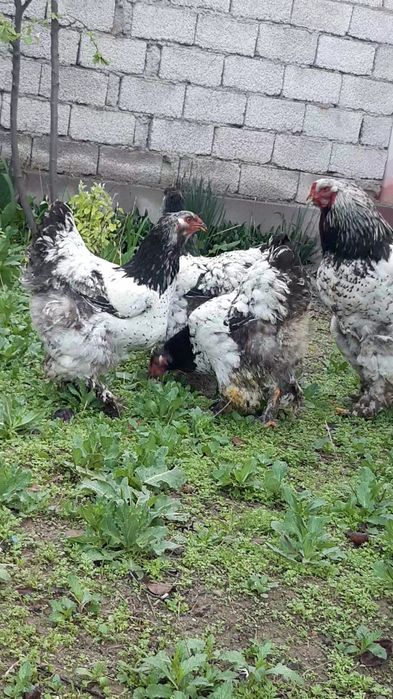 Brama tochkali qoni toza tuxumlari