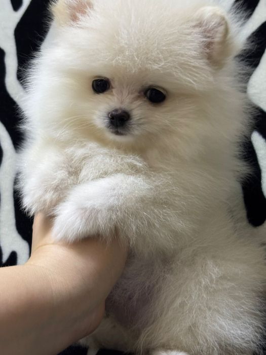 Шикарные шпицы мишки