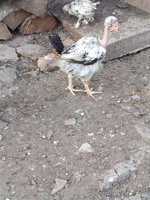 Pui de 3,5 luni motati