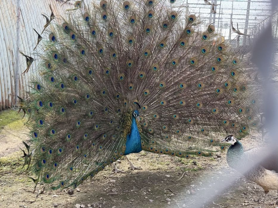 Продавам работещи пауни